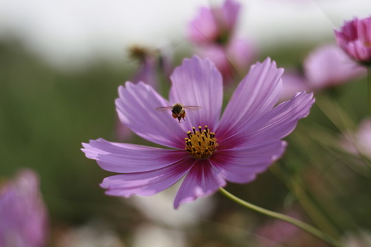 蜜蜂采蜜