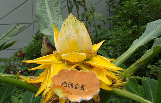 地涌金蓮