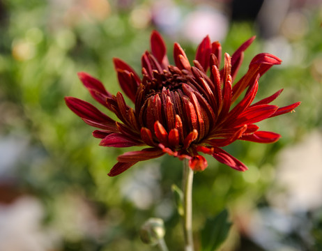 紅色菊花