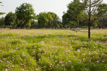 花園