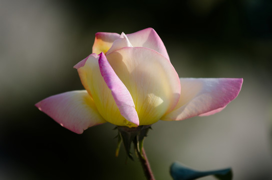 黃色月季花