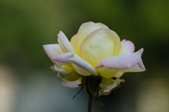 黃色月季花