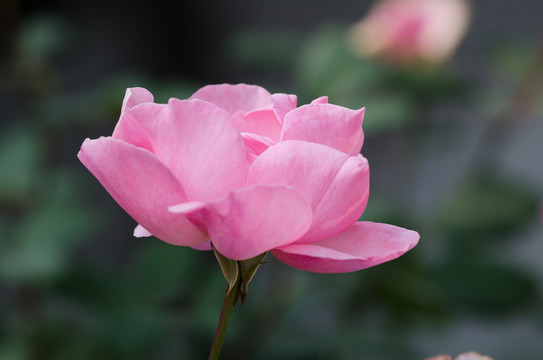 粉色月季花