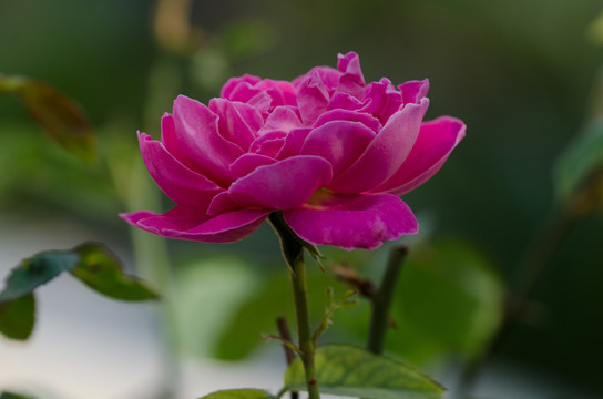 粉紅色月季花