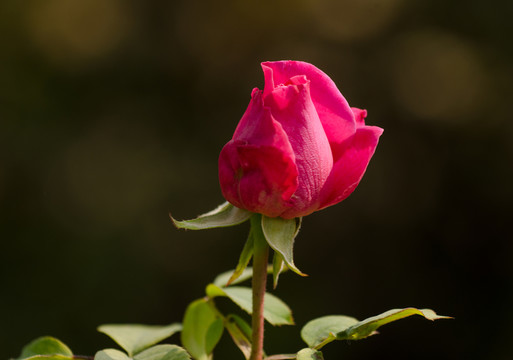 月季花蕾特寫