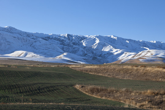 雪山 田野