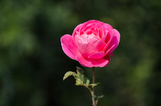 紅色月季花