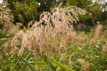蘆葦 蘆葦花