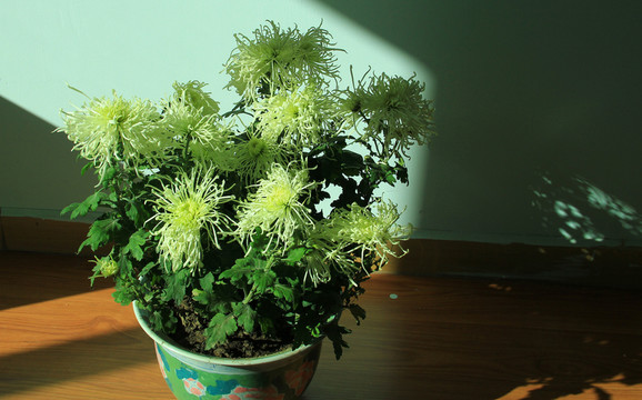 菊花  九月菊  絲菊  盆栽
