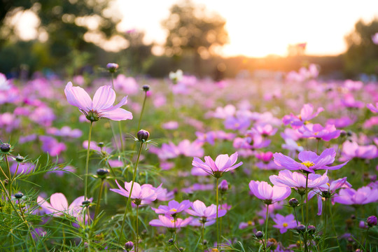 夕陽下的波斯菊