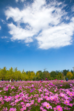 波斯菊和藍(lán)天