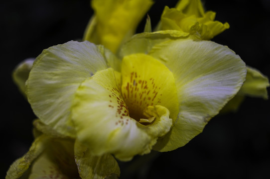 百合花特寫