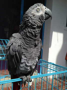 非洲鸚鵡 灰鸚鵡 寵物鳥 鳥類