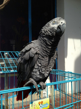 非洲鸚鵡 灰鸚鵡 寵物鳥(niǎo) 鳥(niǎo)類