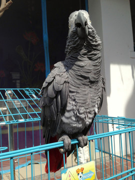 非洲鸚鵡 灰鸚鵡 寵物鳥 鳥類