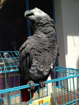 非洲鸚鵡 灰鸚鵡 寵物鳥(niǎo) 鳥(niǎo)類