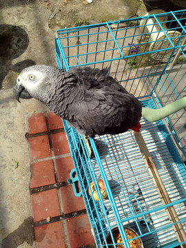 非洲鸚鵡 灰鸚鵡 寵物鳥 鳥類
