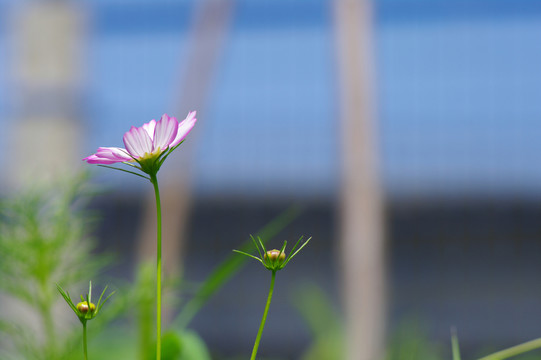 波斯菊