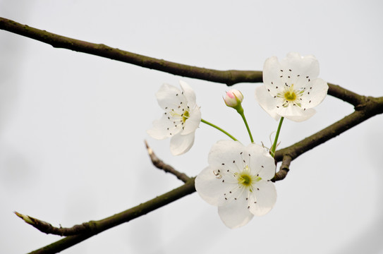 梨花