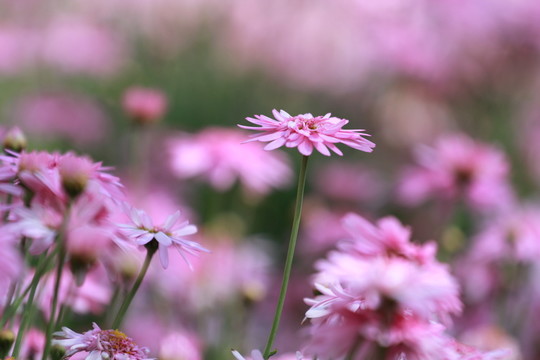 小菊花