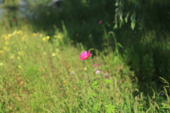 美麗格桑花