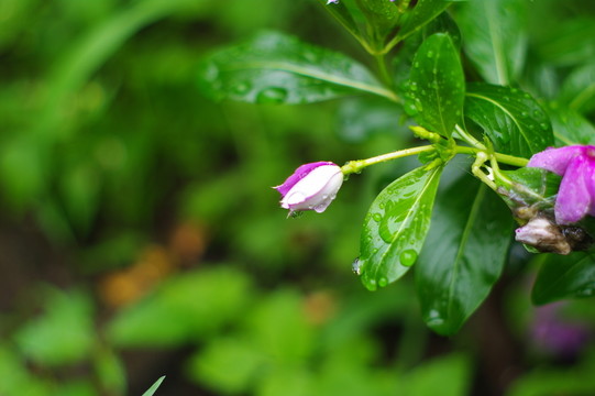 雨后的花朵