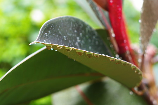 雨后的植物