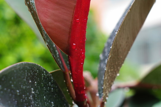 雨中的植物