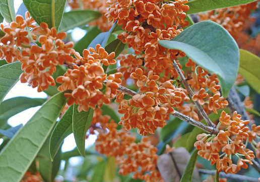 桂花