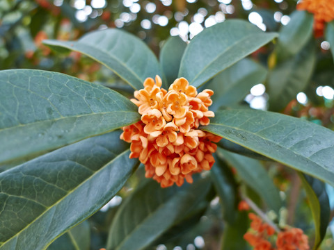 桂花