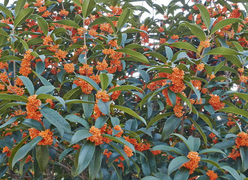 桂花
