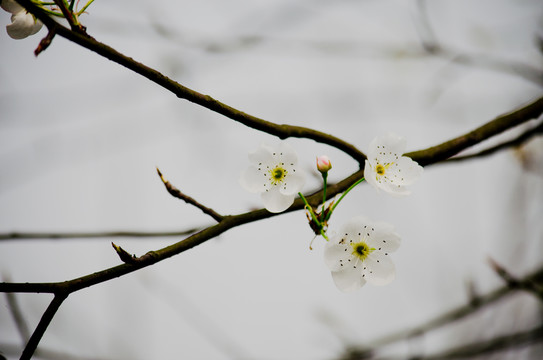 梨花