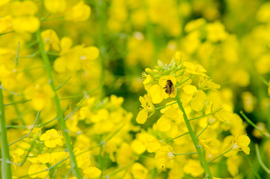 油菜花