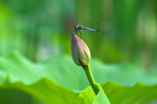 蜻蜓