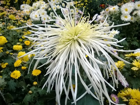 菊花