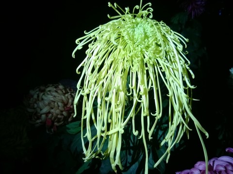 菊花