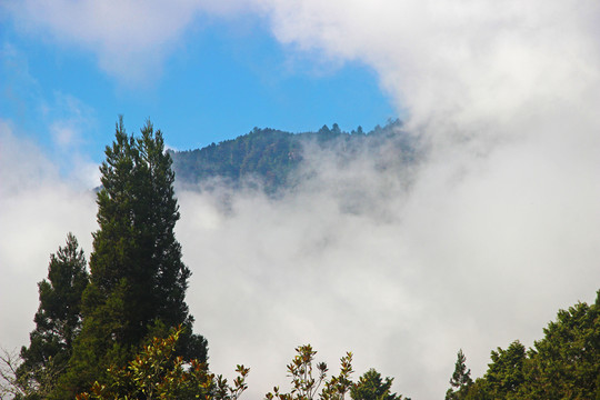 霧中景