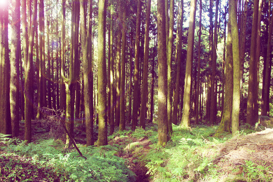 阿里山的林海