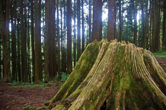 阿里山的林海