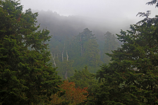 霧中景
