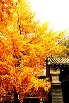 銀杏樹(shù)與古建筑