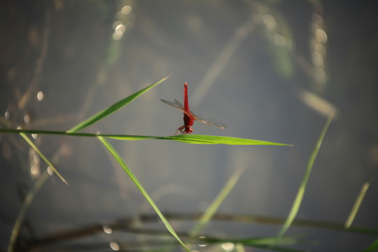 紅蜻蜓 綠草 圓明園