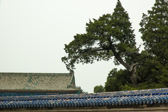 古樹(shù)與古建筑