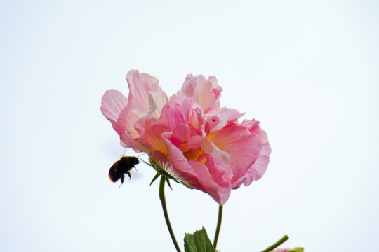 芙蓉花与蜜蜂