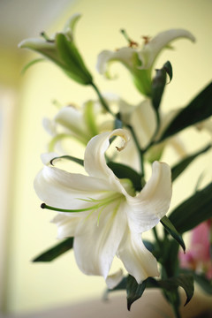 百合花