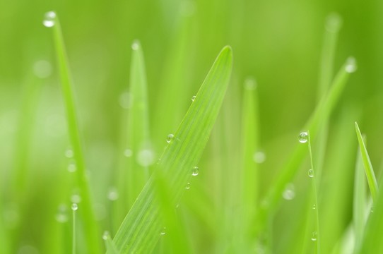 清新小草
