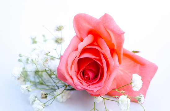 玫瑰花