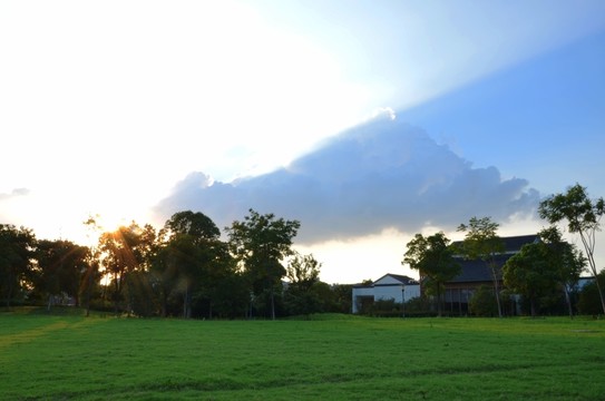 夕陽下的草地