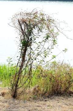 小樹