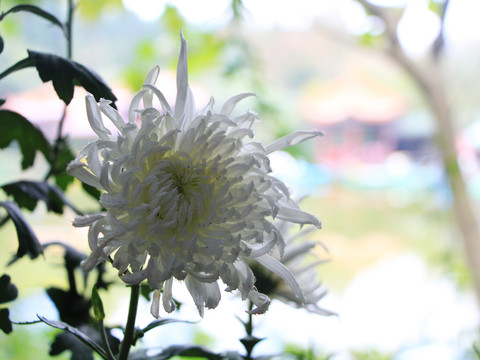菊花